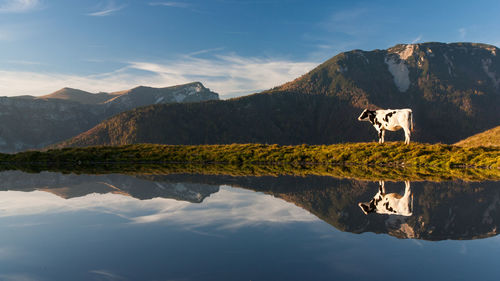 Cow standing by a lake against mountain landscape