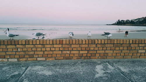 Seagulls perching on retaining wall by sea against clear sky
