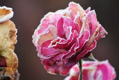 Close-up of flower blooming outdoors