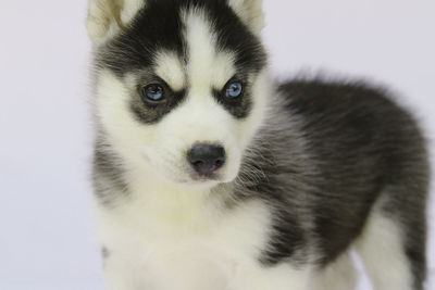 Close-up portrait of dog