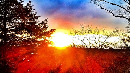 Trees against sky during sunset