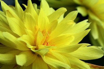 Close-up of yellow flower blooming outdoors