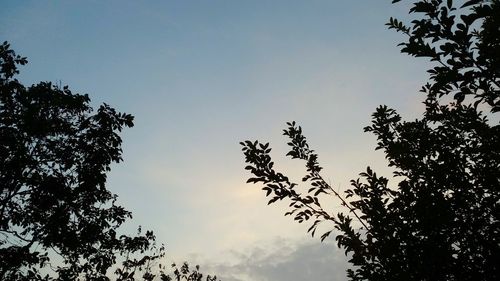 Low angle view of silhouette trees against clear sky