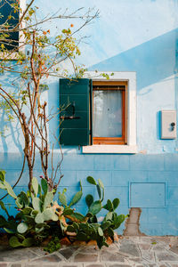 Window of blue house in burano with succulent plants and tree