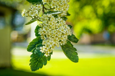 Close-up of flowering plant