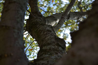 Low angle view of tree