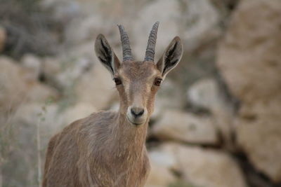 Close-up portrait of deer