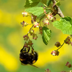 Close-up of honey bee on flower