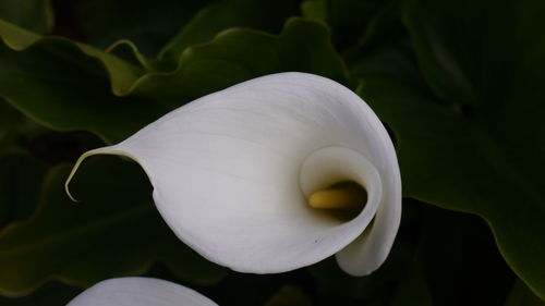 Close-up of white flowers