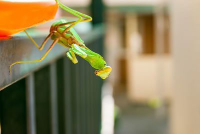 Close-up of insect on leaf