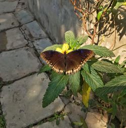 High angle view of butterfly on plant