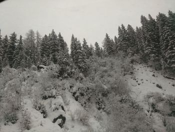 Pine trees on snow covered land against sky