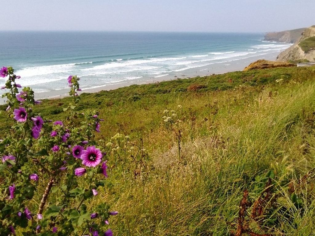 sea, horizon over water, beauty in nature, water, tranquil scene, beach, flower, scenics, tranquility, nature, growth, plant, shore, grass, idyllic, clear sky, freshness, sky, day, outdoors