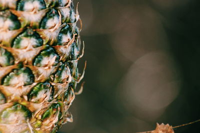 Close-up of pineapple