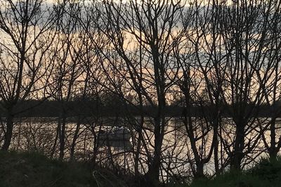 Bare trees in forest