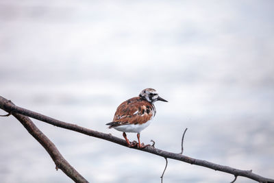 Nesting ruddy turnstone wading bird arenaria interpres along the shoreline of barefoot beach