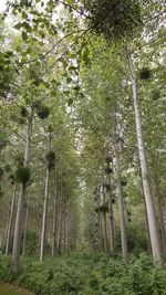 Low angle view of trees in forest