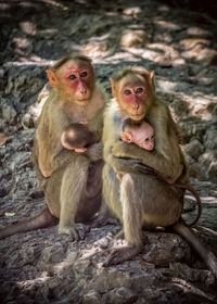 Monkeys sitting on rock