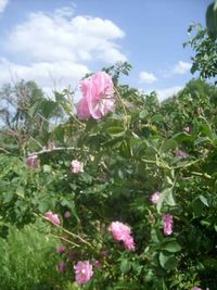 Close-up of pink flowers blooming against sky