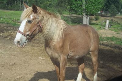 Horse in farm