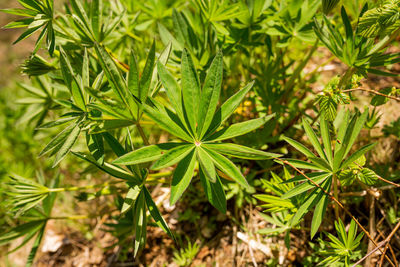 High angle view of plant growing on field