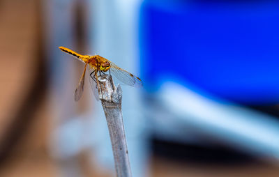 Close-up of dragonfly on wood