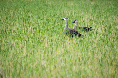 Ducks on grassy field