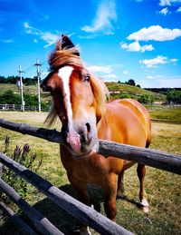 Horse standing in ranch