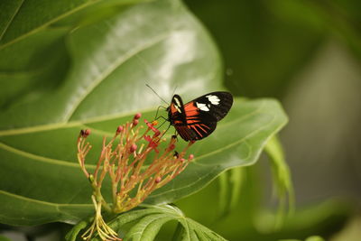 Close-up of butterfly on plant