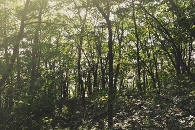 View of trees in forest