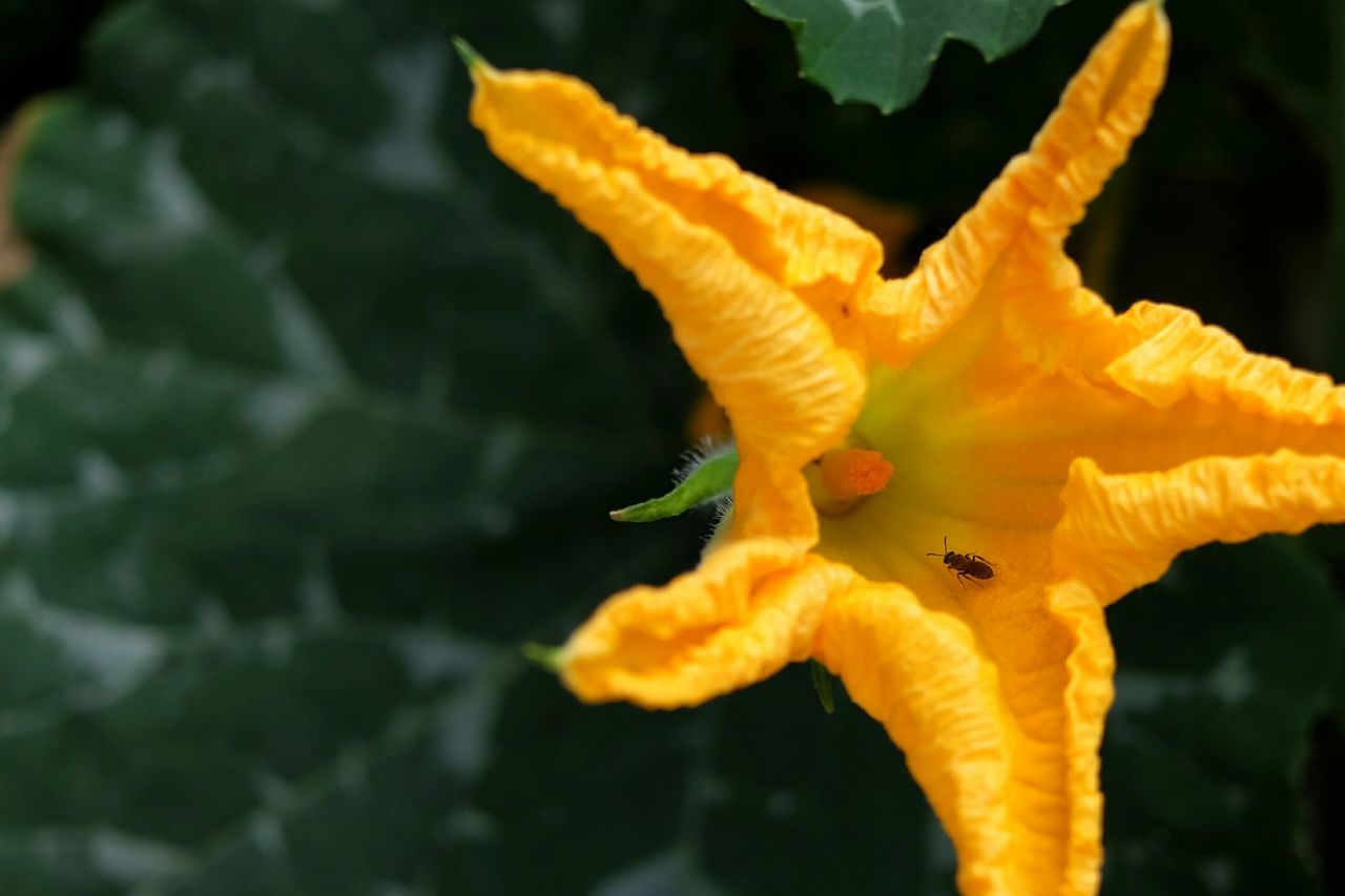 flower, close-up, animals in the wild, animal themes, orange color, yellow, petal, wildlife, nature, fragility, beauty in nature, focus on foreground, growth, plant, one animal, freshness, flower head, insect, no people, outdoors