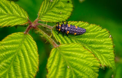 Close-up of insect on leaf