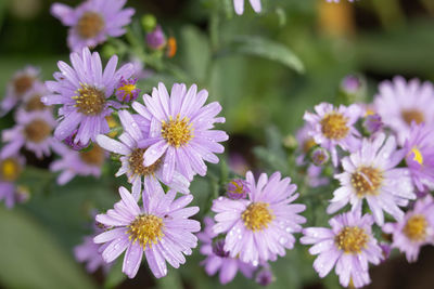 Purple flowers have water droplets on the petals in the morning after rain with a green background.