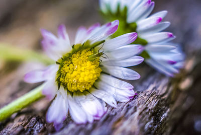 Close-up of purple flower