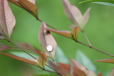 Close-up of white flowering plant