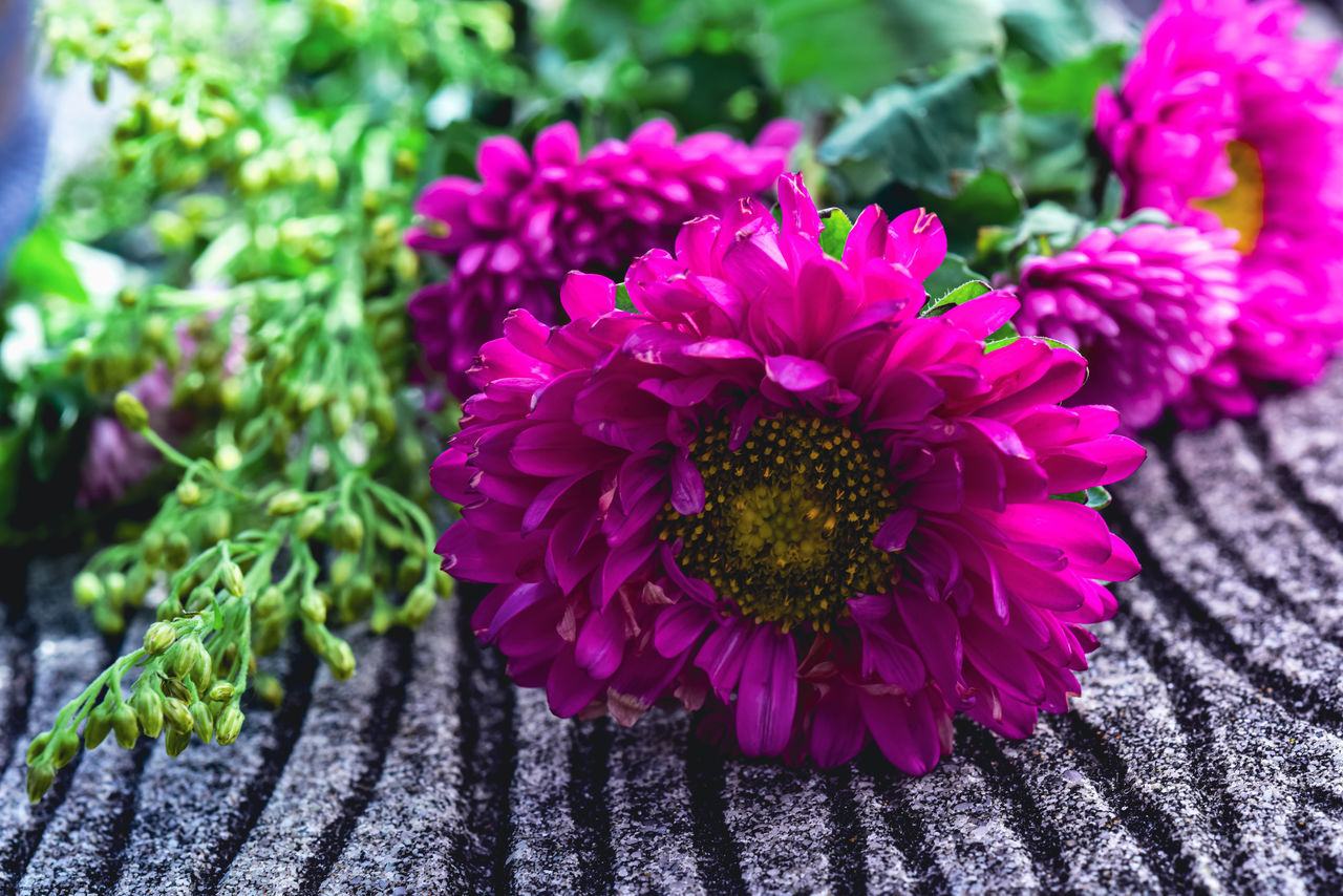 CLOSE-UP OF PINK FLOWERING PLANTS