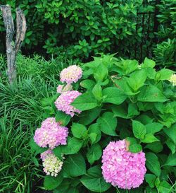 Close-up of pink flowers blooming outdoors