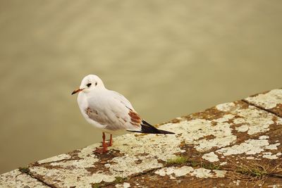 Close-up of seagull perching on a wall