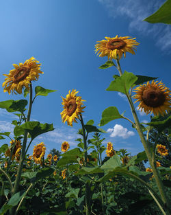 Low angle view of flowering plant against sky