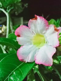 Close-up of pink rose flower