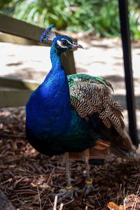 Close-up of a peacock