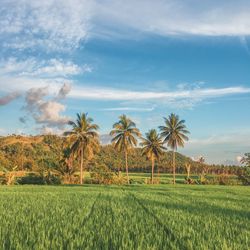 Scenic view of agricultural field against sky
