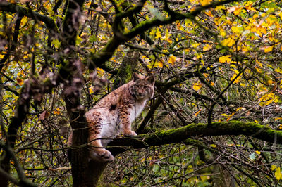 Lynx sitting on branch