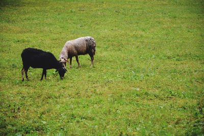 Goats grazing on field