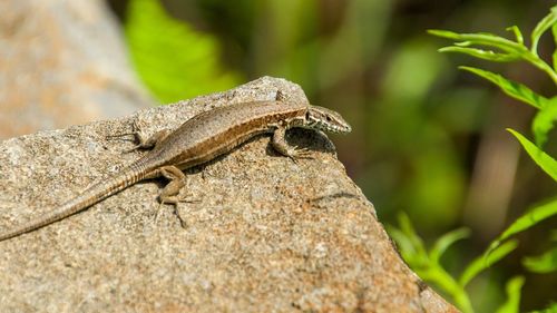 Close-up of lizard on rock