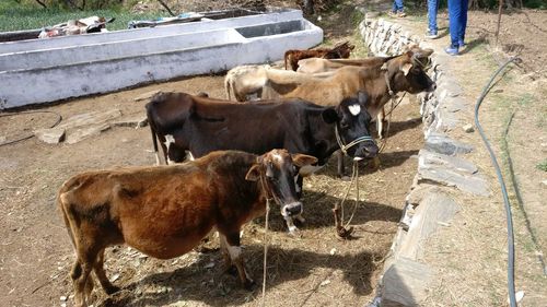 Cows standing outdoors