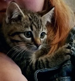 Close-up portrait of cat