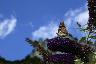 Close-up of butterfly on purple flower