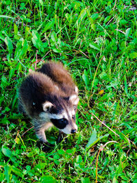 Dog on grassy field