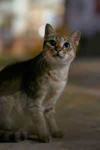 Close-up portrait of a cat